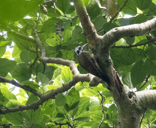 Yellow-crested Woodpecker (Chloropicus xantholophus)