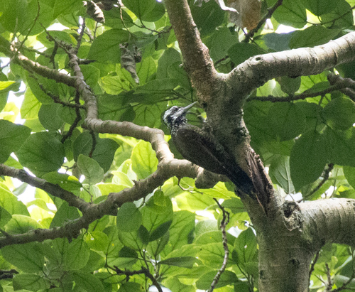 Yellow-crested Woodpecker (Chloropicus xantholophus), photo 2