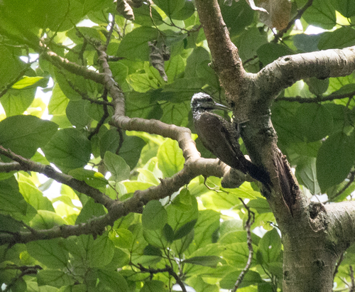 Yellow-crested Woodpecker (Chloropicus xantholophus), photo 6