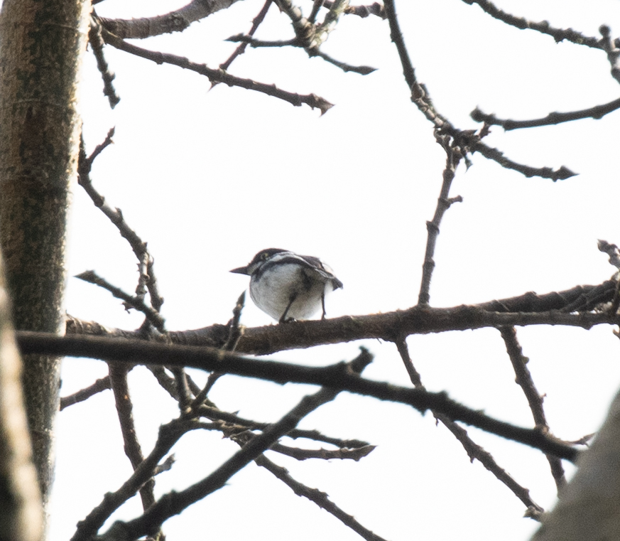 Ituri Batis (Batis ituriensis), photo 2