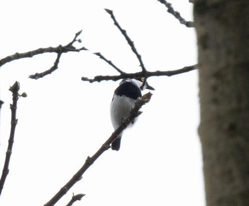 Ituri Batis (Batis ituriensis), photo 4
