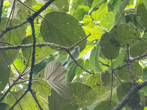 Uganda Woodland Warbler (Phylloscopus budongoensis), photo 2