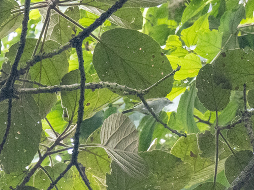 Uganda Woodland Warbler (Phylloscopus budongoensis), photo 4