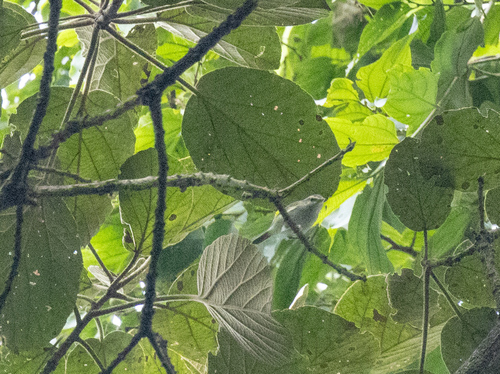 Uganda Woodland Warbler (Phylloscopus budongoensis), photo 2