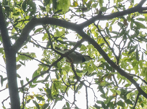 Rufous-crowned Eremomela (Eremomela badiceps)