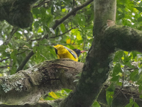 Western Oriole (Oriolus brachyrynchus), photo 5