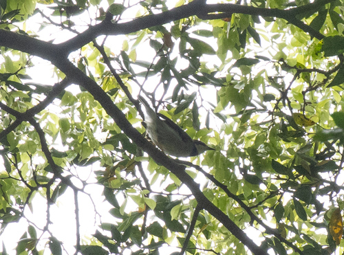 Rufous-crowned Eremomela (Eremomela badiceps), photo 9