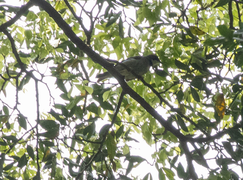 Rufous-crowned Eremomela (Eremomela badiceps), photo 10