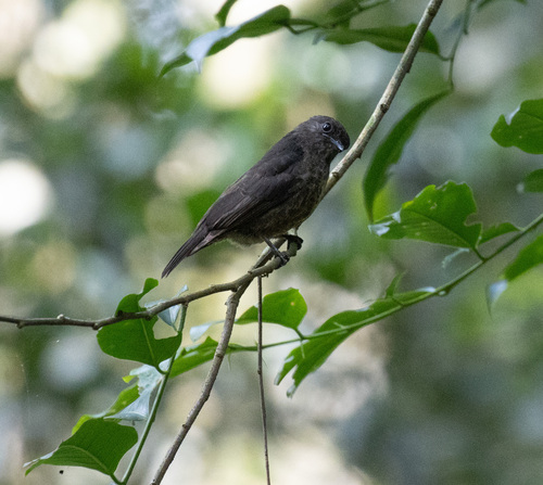 Sooty Flycatcher (Artomyias fuliginosa), photo 3