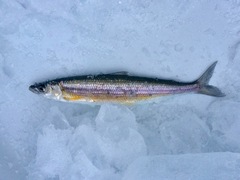 Bonneville Cisco photo 1