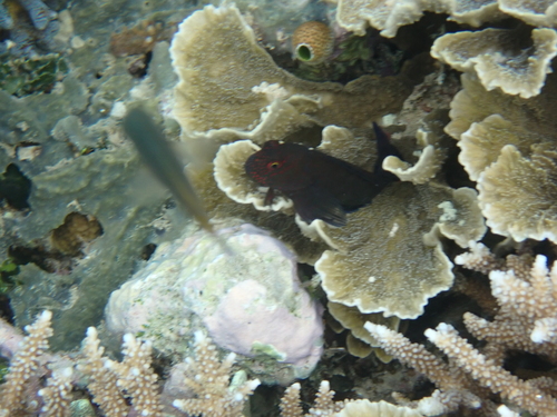 Cirripectes filamentosus observed 2025-08-26