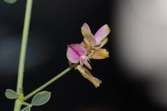 Taverniera cuneifolia