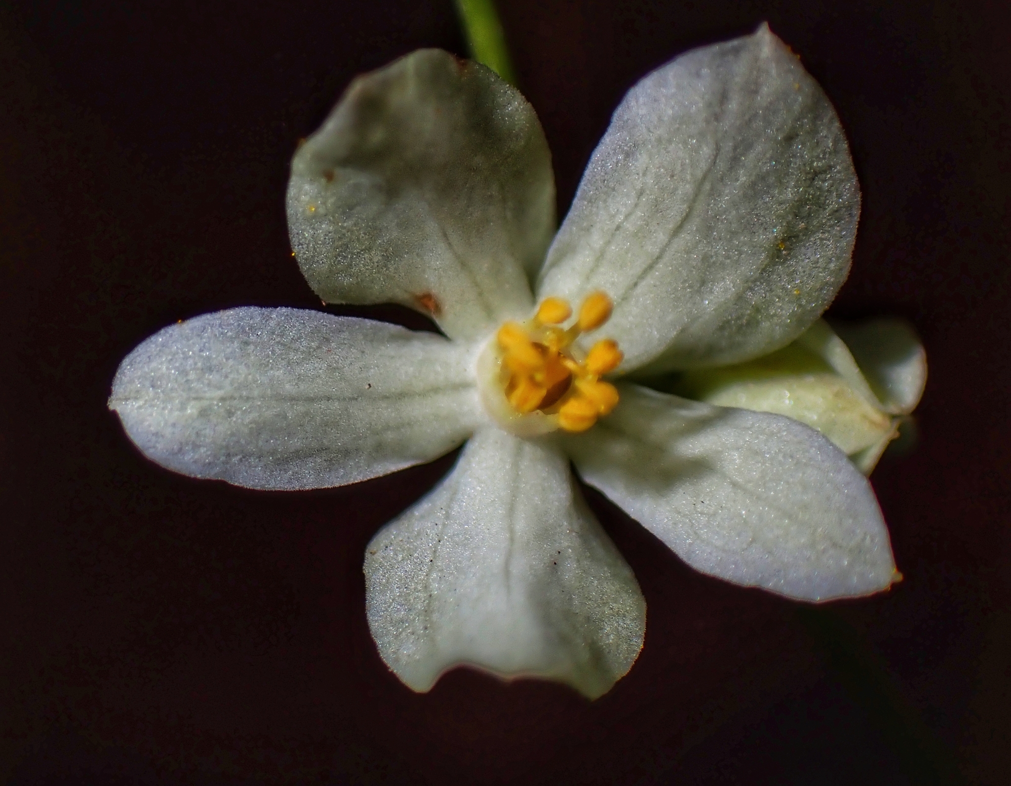 Antigonon flavescens