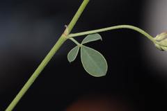 Taverniera cuneifolia