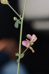 Taverniera cuneifolia