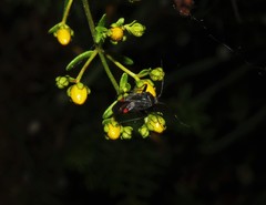 Closterotomus annulus