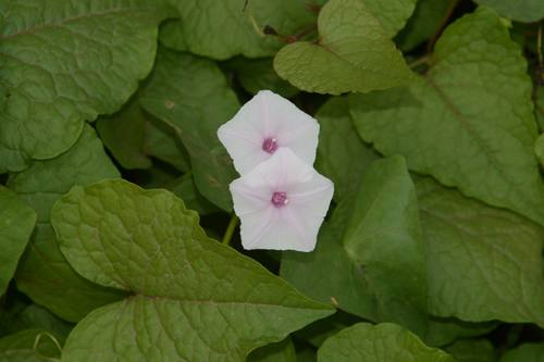 Ipomoea sagittifolia, photograph 3
