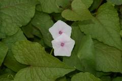 Ipomoea sagittifolia