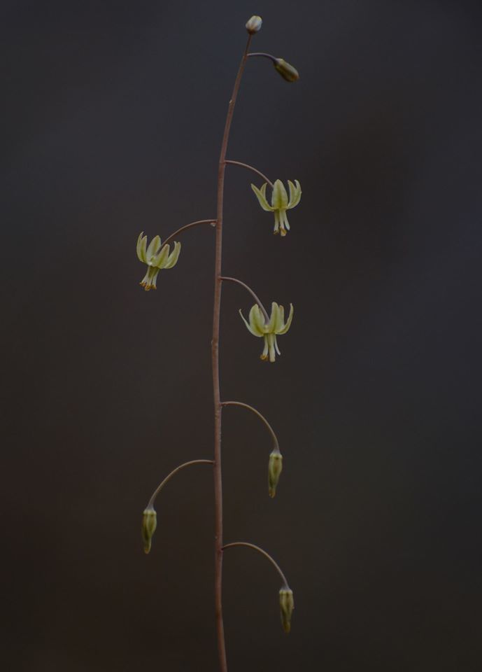 Drimia indica (Drimia indica)