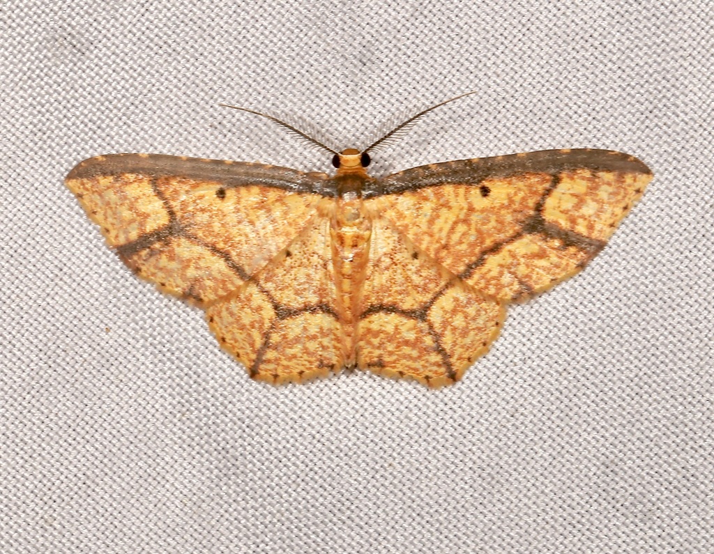 Eois nigricosta