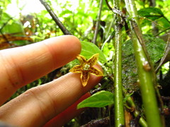 Capsicum geminifolium