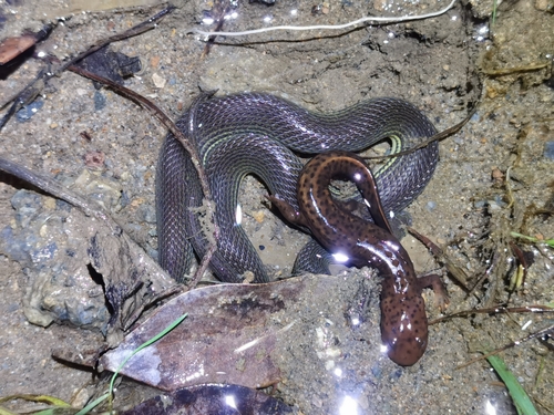 Sichuan Mountain Keelback