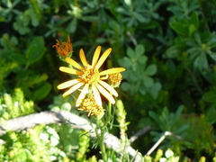 Jacobaea abrotanifolia