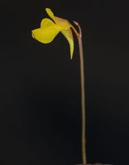 Utricularia bifida