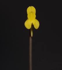 Utricularia bifida