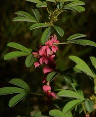 Indigofera glandulosa