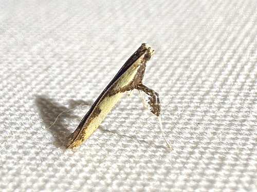 Walnut Caloptilia Moth photo 5