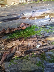 Sematophyllum adnatum
