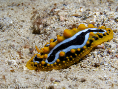Phyllidia undula