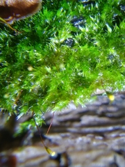 Sematophyllum adnatum