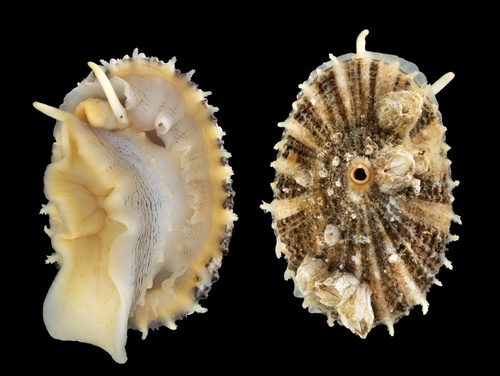 Diodora aspera (Rathke, 1833)