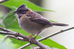 Zonotrichia capensis