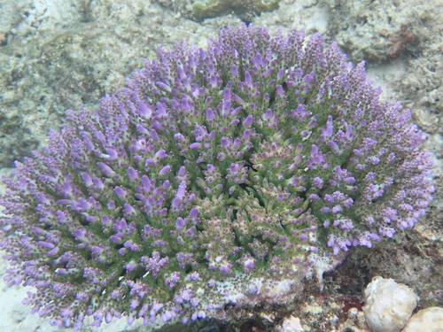 Acropora granulosa observed 2025-08-26