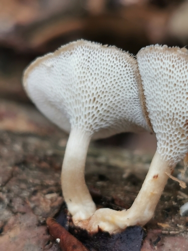 Žieminė Skylėtbudė nuotrauka