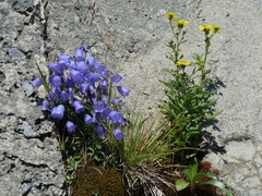 Senecio squalidus rupestris