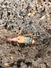 Platydracus cinnamopterus