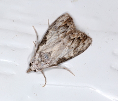 Nola pleurochorda