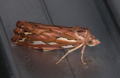 Meyrickella torquesauria