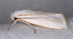 Cryptophasa flavolineata