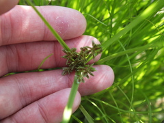 Cyperus bipartitus