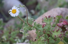 Perityle crassifolia robusta