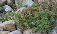 Perityle crassifolia robusta
