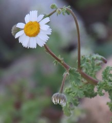 Perityle crassifolia robusta