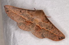 Antictenia punctunculus