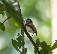 Chestnut Wattle-eye