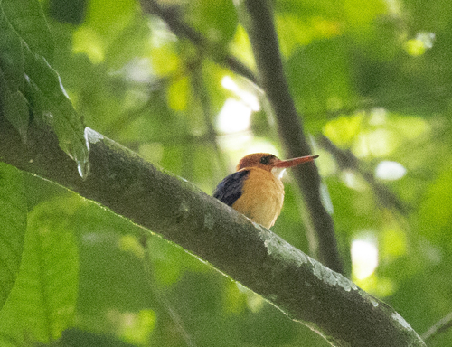 African Dwarf Kingfisher (Ispidina lecontei), photo 2